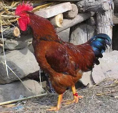 吃鸡有什么忌口,关于吃鸡关于忌口