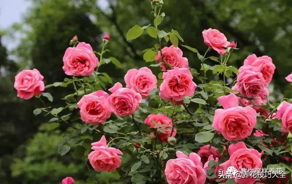 家里过期的小药片兑上水浇花,过期药扔花盆里花蔫了怎么办