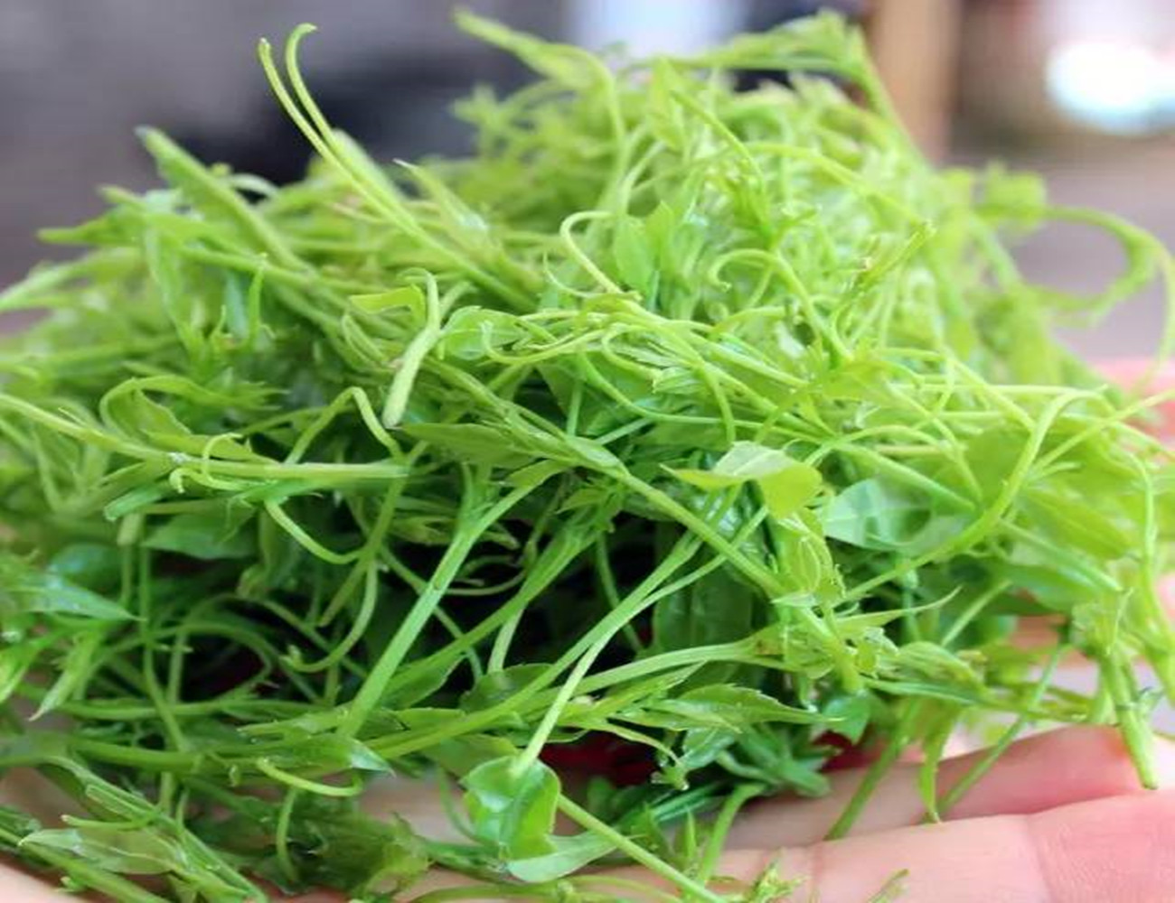 茅岩莓茶百科介绍,茅岩莓茶古法