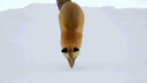 无比震撼的十部动物纪录片,15部81集顶级的自然动物纪录片