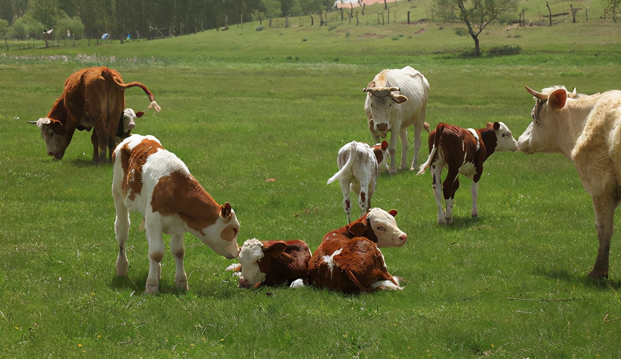 趣谈英文中的“牛词”：牛年的“牛”应该用哪个？