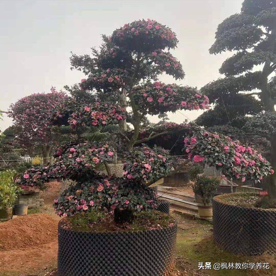 冬季常见花卉有哪些品种,无需刻意养护的花卉品种