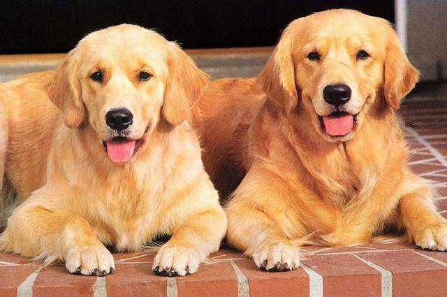 金毛犬不怎么爱吃狗粮,金毛犬吃什么狗粮最好吃