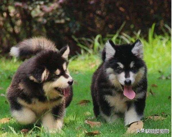 100种常见宠物价格表,最常见十种宠物狗价格