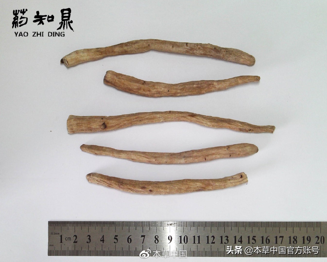 【本草百科·药知鼎——白芍】朵腴花硕，不止于美丽的外表