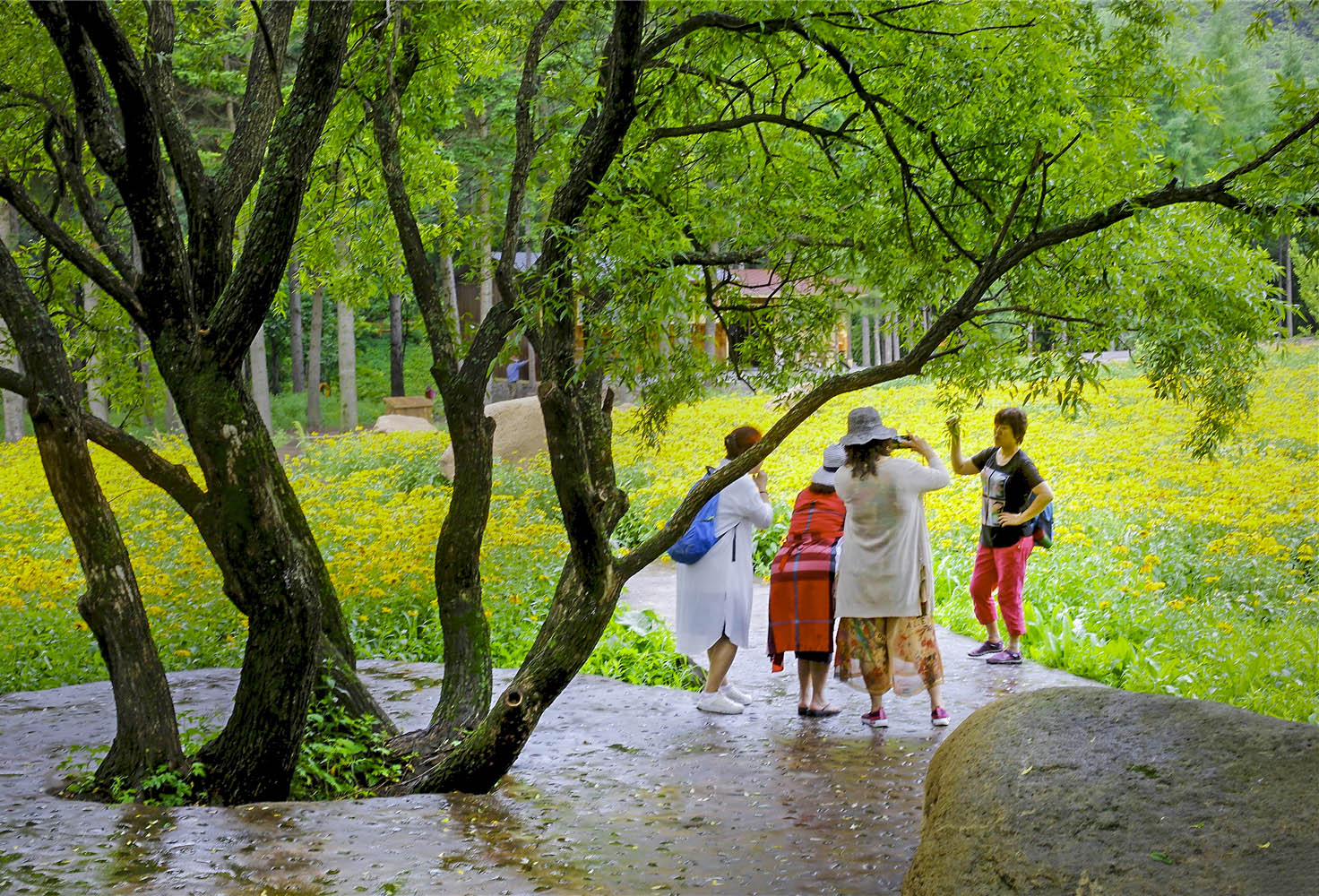 野菊花漫山遍野都是金黄色,黄金菊哪个地方最正宗