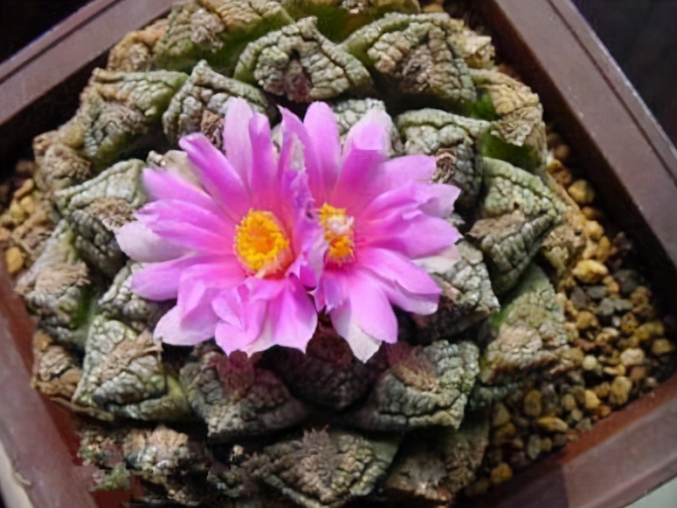 超全多肉术语42种多肉入门术语图文详解让你一文搞懂多肉术语