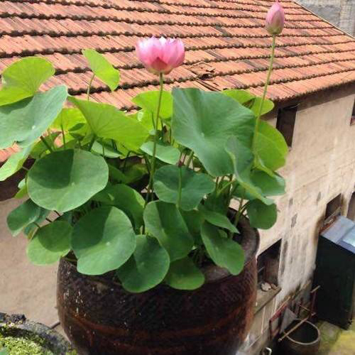 家有小院别忘了养一缸荷花,观赏型的在庭院的荷花怎么养