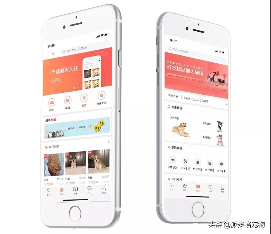 派多格宠物app,派多格宠物交流平台银川