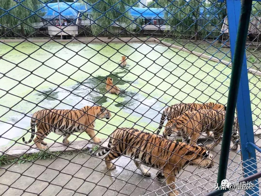 哈尔滨去威海亲子游,哈尔滨旅游攻略亲子游四天三夜