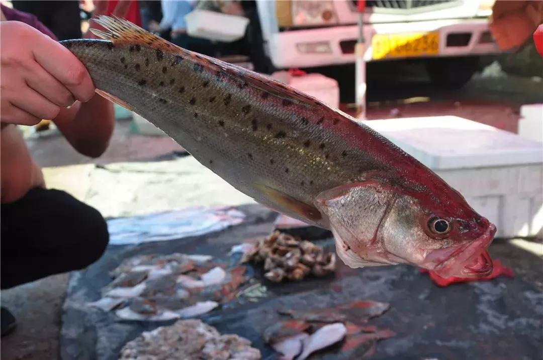 青岛开海了新鲜肥美的海鲜已上市,青岛开海红岛海鲜八大关