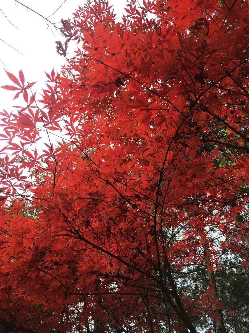 花山谜窟星期三免门票怎么预约,抓紧时间来赏秋