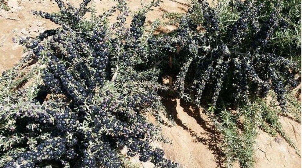 价格高昂被称为软黄金的是什么,曾经价格上万的软黄金