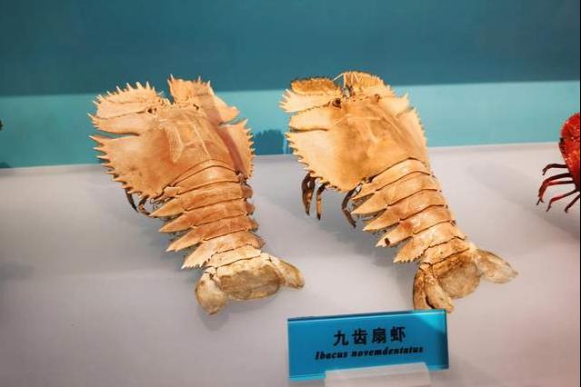 北疆博物馆历史,北疆博物馆最早建立的时间