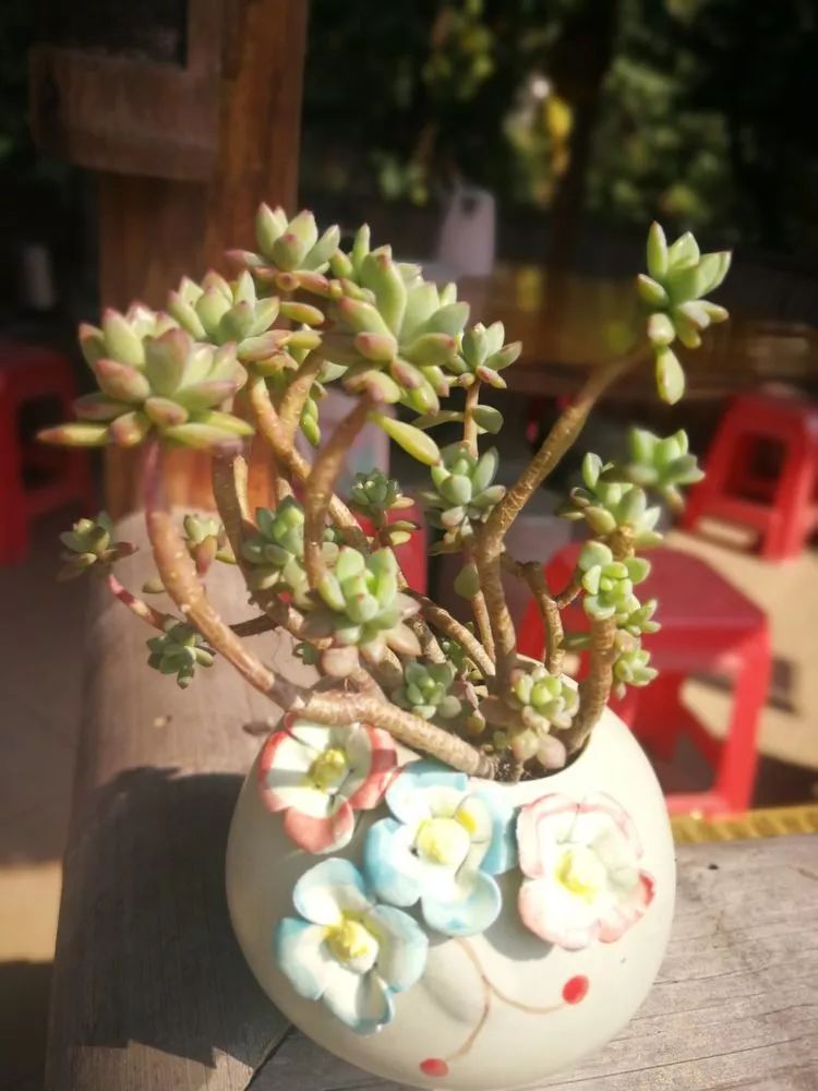 一杯清茶一道暖阳,一杯清茶温暖的时光