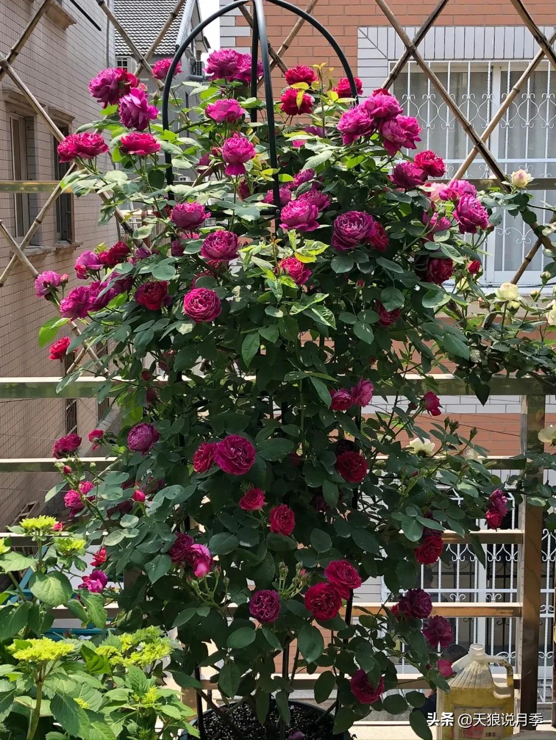 花友家的春花都开爆爆爆了，快来云赏花！（上）