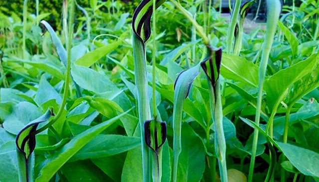 农村十大野生植物,小时候农村的冷门野生植物