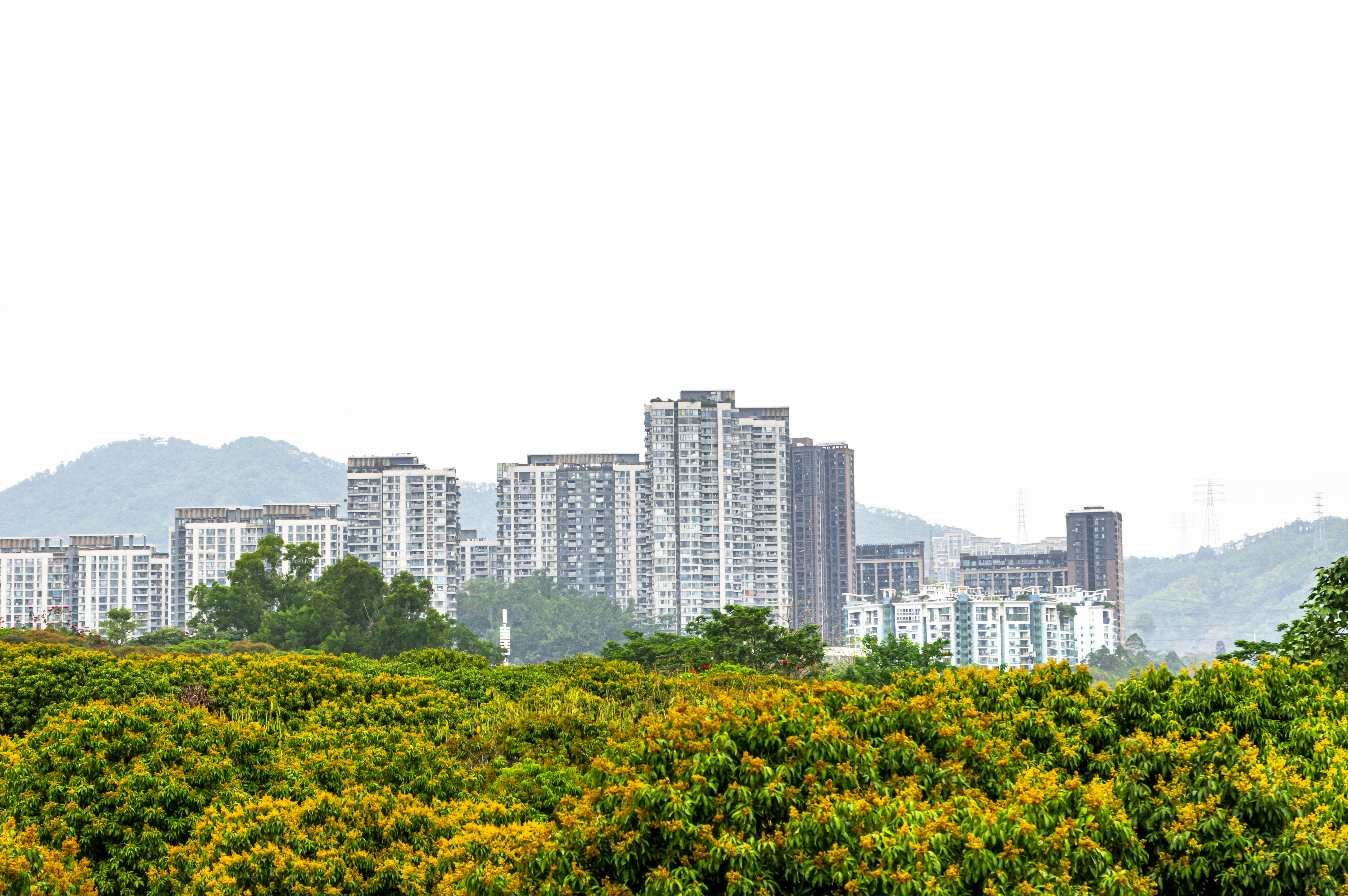 深圳10个最具怀念价值公园,深圳10大公园排名榜单最新公布