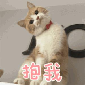 新手养猫养美短还是英短好,养猫手册如何养好一只英短蓝猫