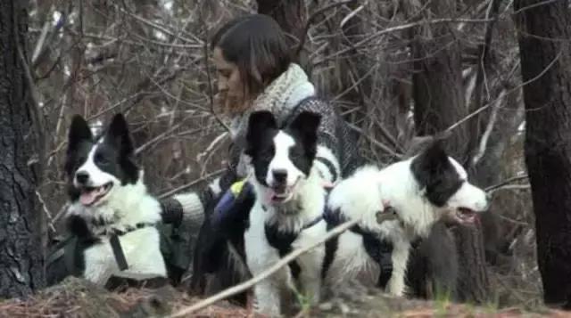 狗肉播种机真的好吗,狗肉播种机