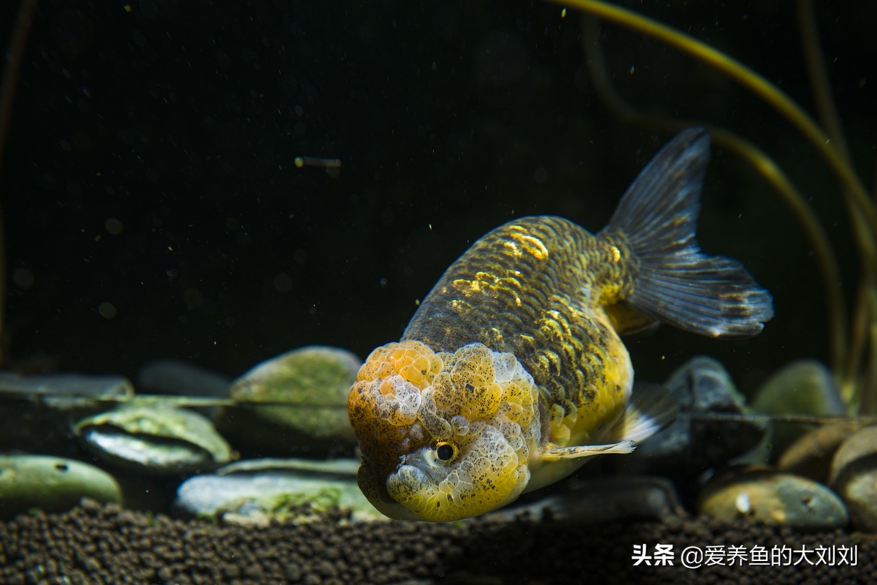 金鱼该怎么养才能让它延长寿命,金鱼寿命一般是多长时间