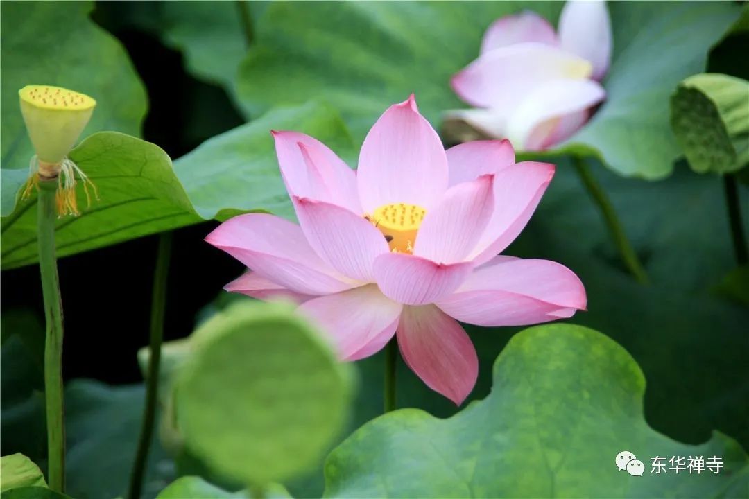 知足不辱知止不殆可以长久释义,知足不辱知止不殆可以长久何解