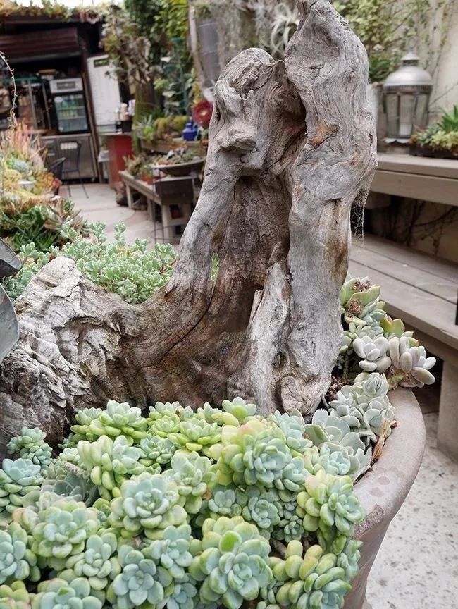 空气凤梨多肉,空气凤梨多肉植物养殖方法