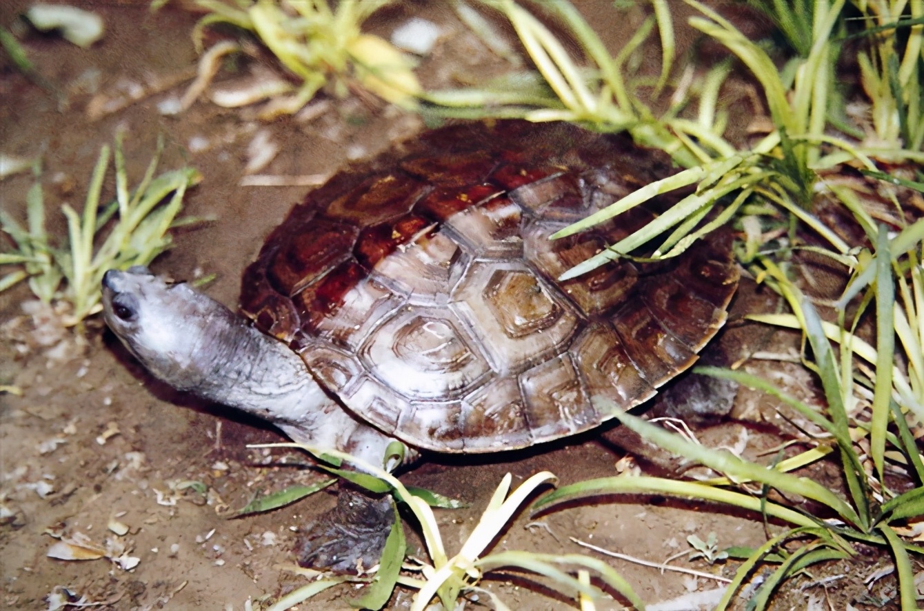 龟类大百科,大眼睛龟类