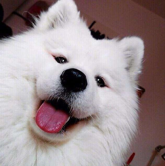 雪橇三傻萨摩耶如何训练抓野兽,萨摩耶雪橇三傻