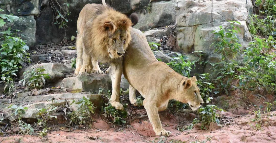 春节广州长隆野生动物世界攻略,广州长隆野生动物世界旅游攻略