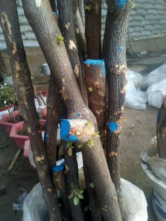 一根枝条插土里怎么生根,下山老桩扦插生根最快方法