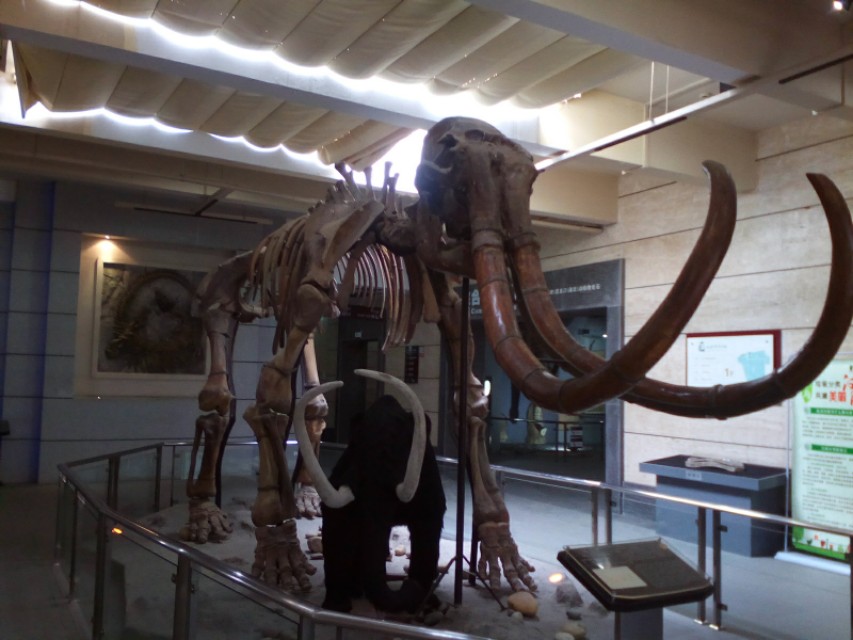 每日一景走进武汉中华奇石馆景区,武汉中华奇石馆有哪些奇石