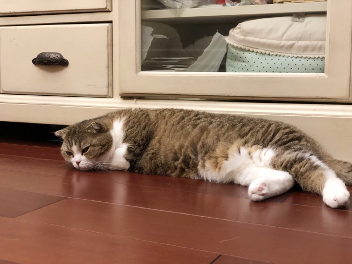 猫咪体外除虫会不会在家里,给猫咪洗澡能杀死跳蚤吗