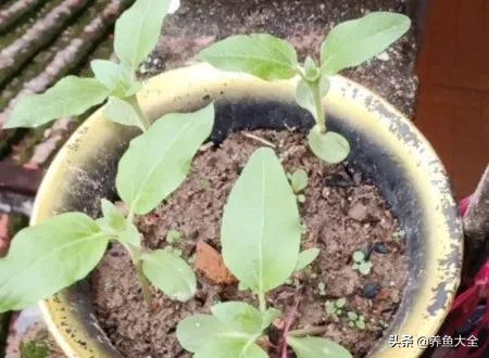 种植向日葵人工授粉怎样操作,春天来了播种向日葵