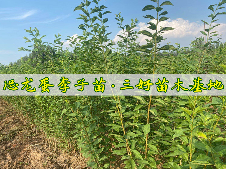 恐龙蛋李子苗品种大全,李子苗新品种恐龙蛋