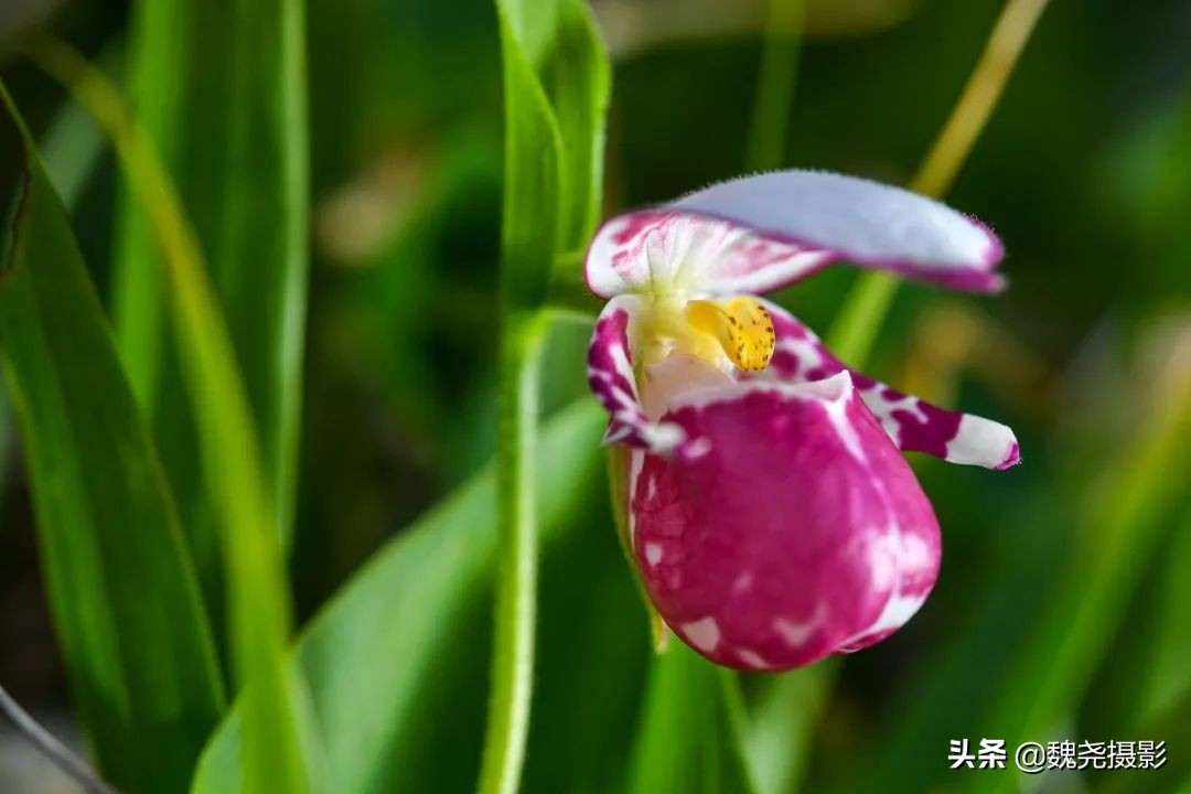 各个季节的野生兰花,北京百花山野生兰花图片