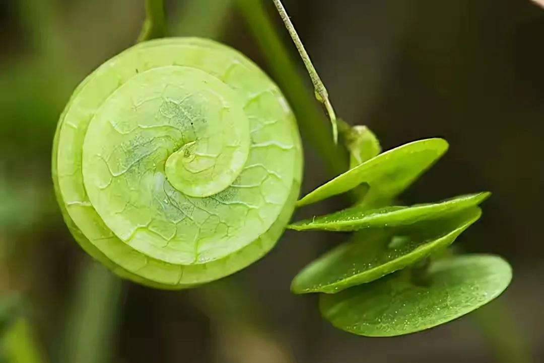世界十大珍贵的植物图片,世界上罕见的名贵植物图片