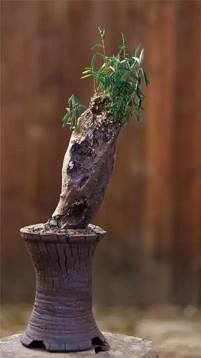 多肉大师手绘花盆,多肉顶级玩家