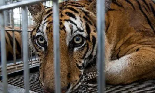 海豚“杰克”在暗礁海域为船只引航41年，爱让我们更懂得善待生命