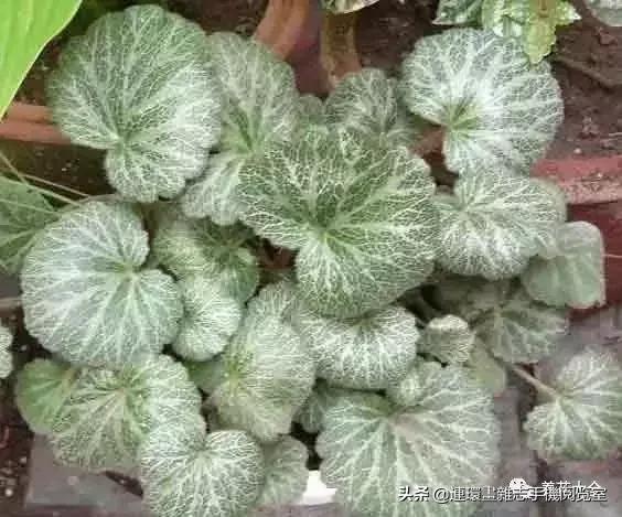 100种常见花卉植物图谱,100种花卉素描图谱