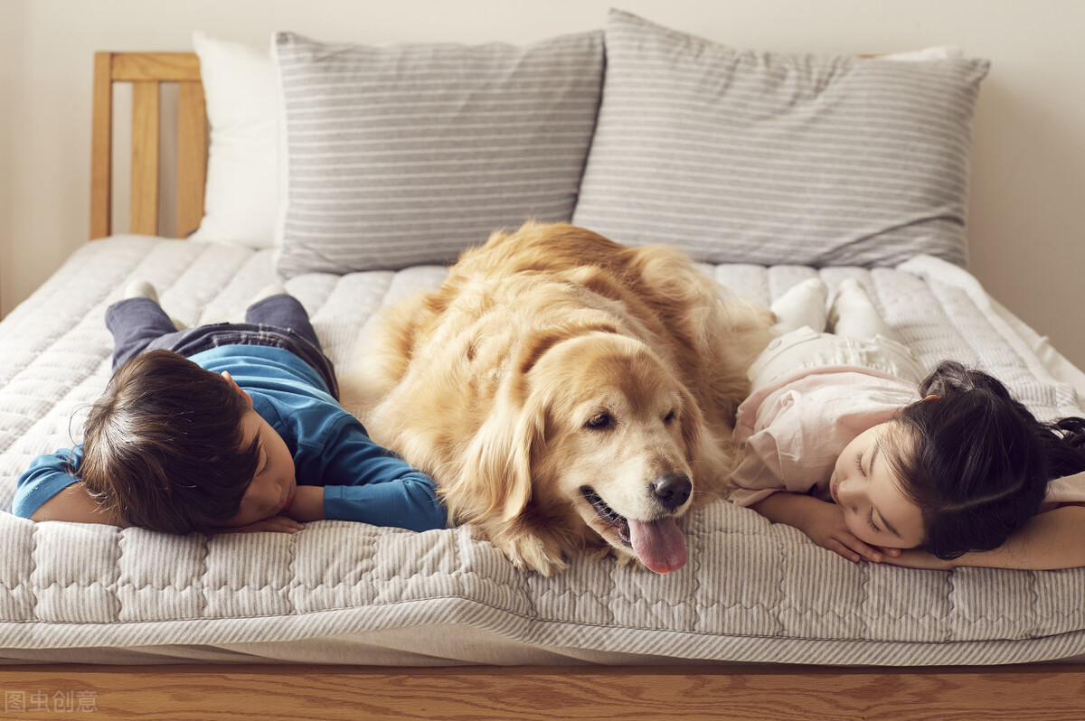 阿拉斯加狗狗合理的饲养方法,怎么正确养狗狗