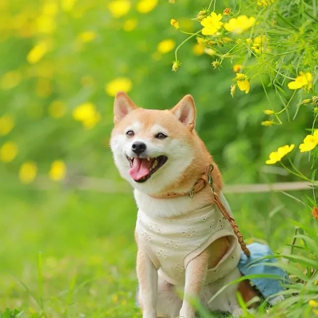 比人还会拍照的狗，简直萌炸朋友圈了