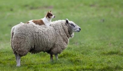 无性生殖动物是怎样生殖的,有性生殖的动物能进行无性生殖吗