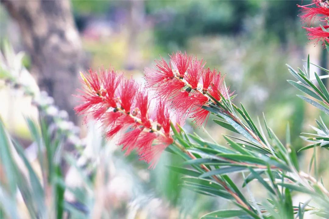 深圳哪个地方有玻璃桥,深圳玻璃桥免费开放吗