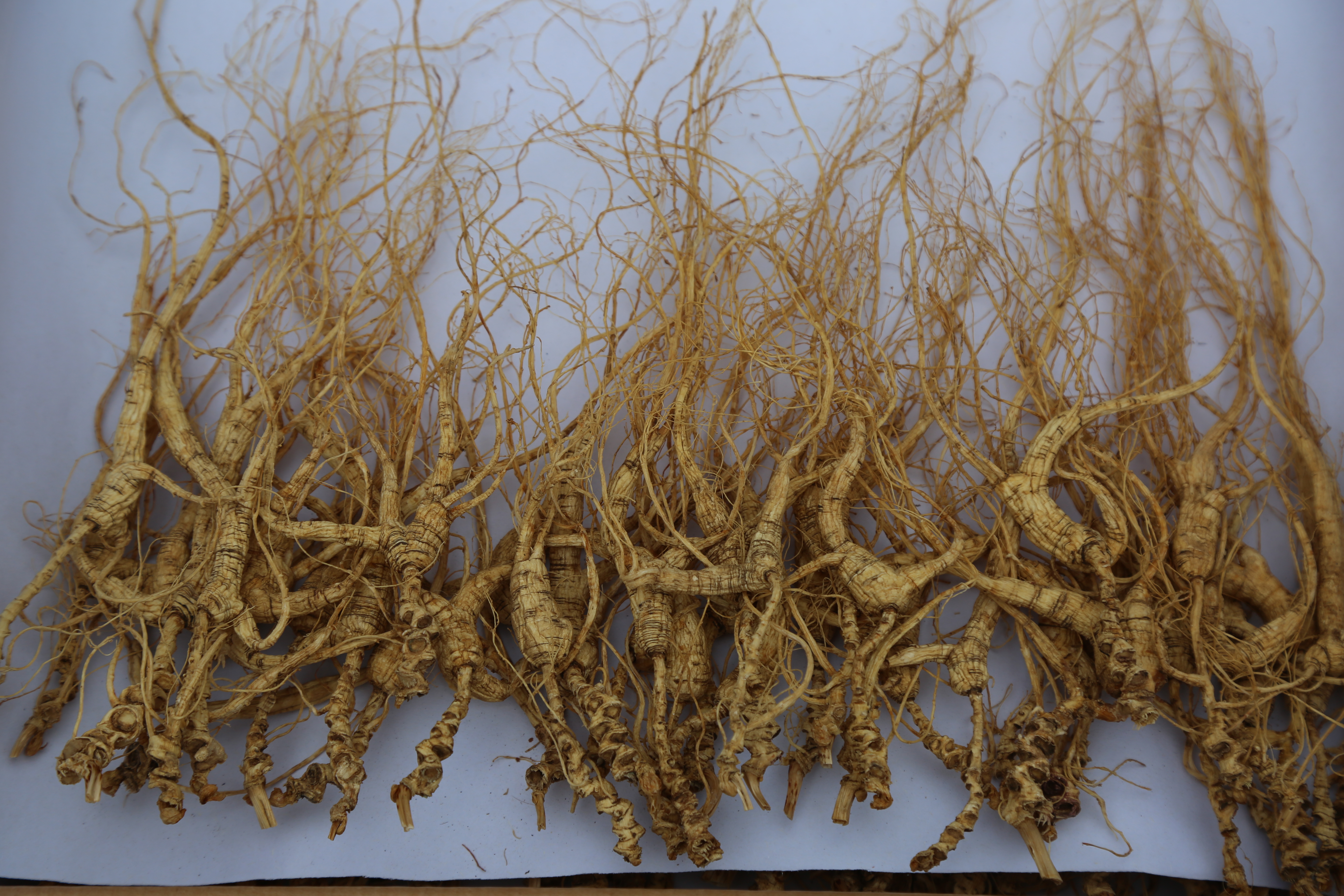 鲜参的加工详细方法,鲜参的种类大全