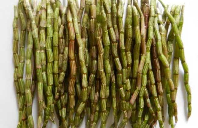 目前比较名贵的中药材有哪些,常见的中药材图片及功效