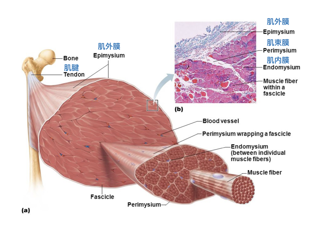 辟谣｜大腿后侧的筋太紧了，需要拉拉筋？别再被误导了