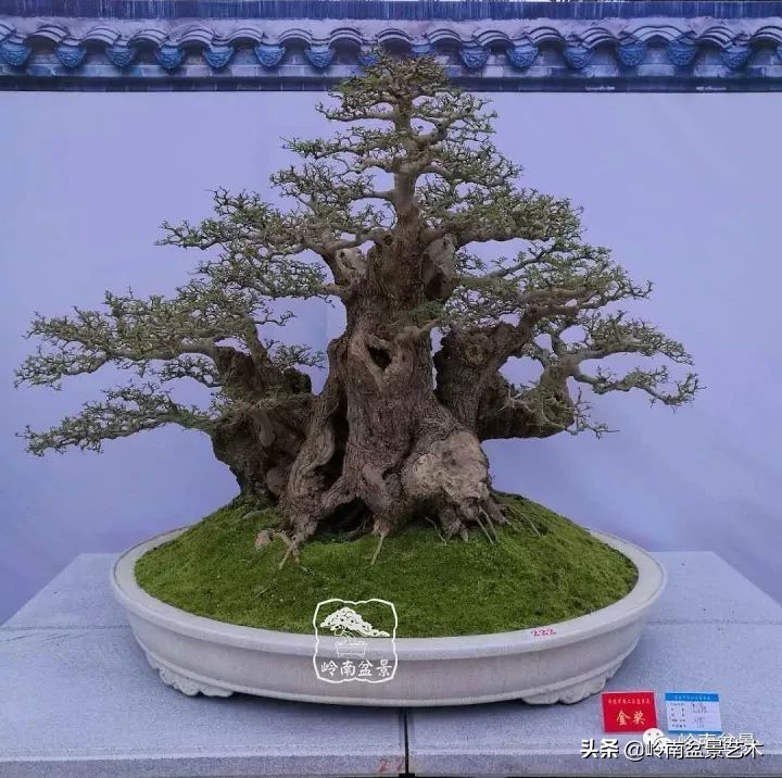 盆景对节白蜡是什么树,对节白蜡盆景是什么树