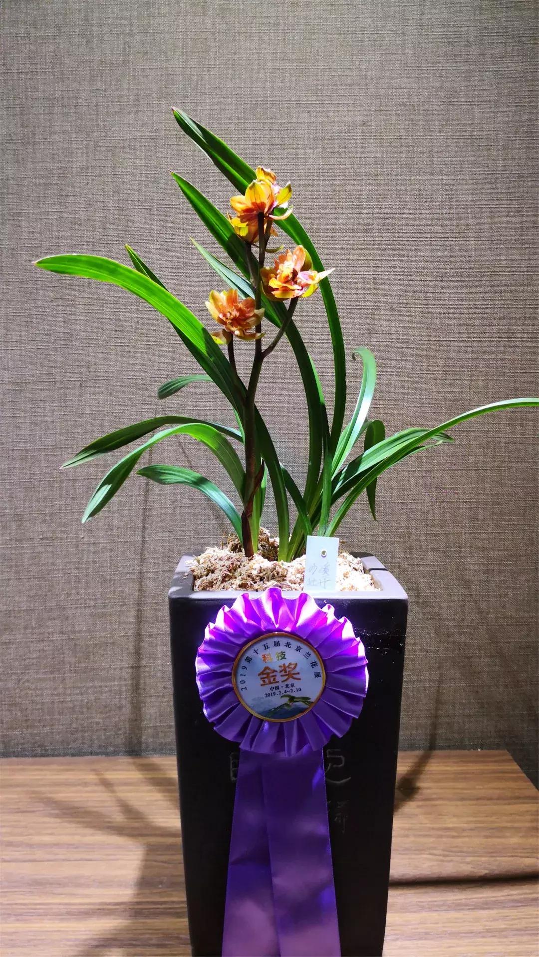 美美美！海淀这个地儿，万株兰花惊艳来袭，你招架的住吗？