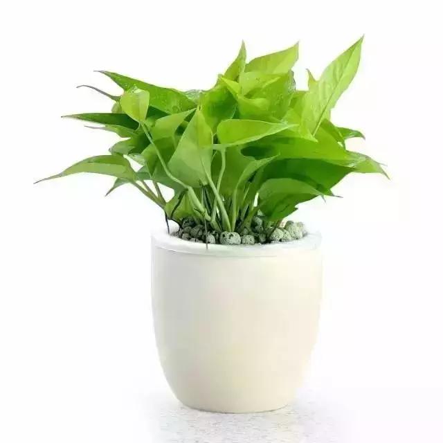 什么植物甲醛吸附好,房间里吸收甲醛的植物有哪些